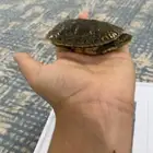 سلحفاه كبيره تحب العب