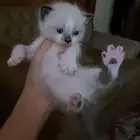 قطط للبيع