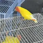 جوز روز رد فيس