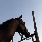 حصان للبيع