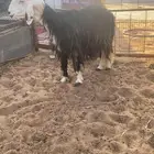 شاه نجديه جرم طيب وتامه ولا فحصتها