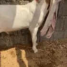 مشروع فحل حجازي من النوادر
