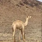 بكرة