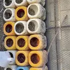 سطول لحمام او دجاج العدد 21