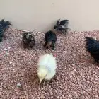 صوص براهم العمر شهر إلى شهرين ونص الصحه شرط على السوم