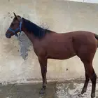 مهر واهو للبيع