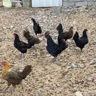 دجاج بلدي بياض