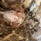 حمام فرنسي و سلفر