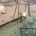 للبيع تيسين كفو عمارها 5 اشهر