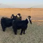 معزاء حليب