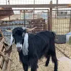 تيس فحل عارضي