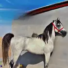 حصان شعبي للبيع