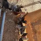 دجاج