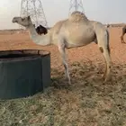ضروبه سودانيه