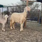 شاه عيسيه للبيع