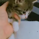 قط كتن شيرازي