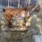 تيس فحل محايلي سنه سديس