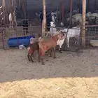 ثلاثه تيوس فل وجفره