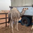 حشو قعدان
