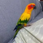 صن كنيور اليف وحجم
