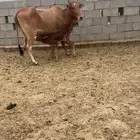 بقره للبيع