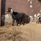 عنز خلفه تحتها اثنين