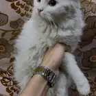 قطه شيرازي للبيع