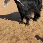 عنز عارضيه صنف