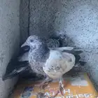 حمام باكستاني فاخر