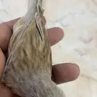 للبيع جوز كناري جاهز حق الانتاج