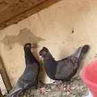 للبيع جوز قلابي