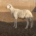 فحل حري