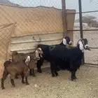 معزا عارضيات صنف ولد(تم البيع)