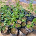 بيع شتلات اللوز البجلي وشتلات السرو