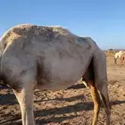 البيع ناقه عفره