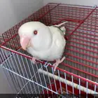 طير روز في الخرج