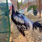 للبيع ديك فارسي