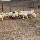 رخال رفيد