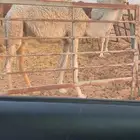 بكره عليانيه كفو عمرها 7 شهور