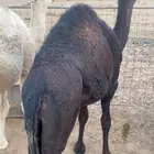 للبيع قعدان مغلقات شحم