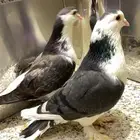 حمام جوز شيرازي