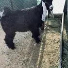 حفره عارضيه صنف