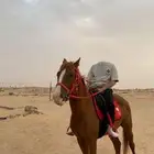 حصان شعبي العمر 4 ونص تقريبا