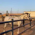 حصان شعبي
