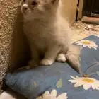 تبني