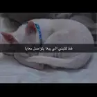 ذكر للتبني بلاش اليف مرا مرا حبوب يناسب أطفال