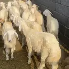 خرفان طيبه