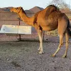 ناقه حمر على ضرب