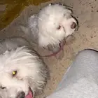 كلب مالتيز ذكر و انثى العمر سنتين نظيفات السوم واصل 600