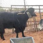 على بركة لله للبيع تيس فحل سنه الله اعلم سديس